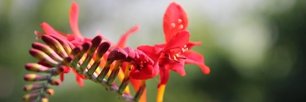 Energie update Rode Draak levenspad 8-20 juli 2024: Neem je nieuw verworven plek in